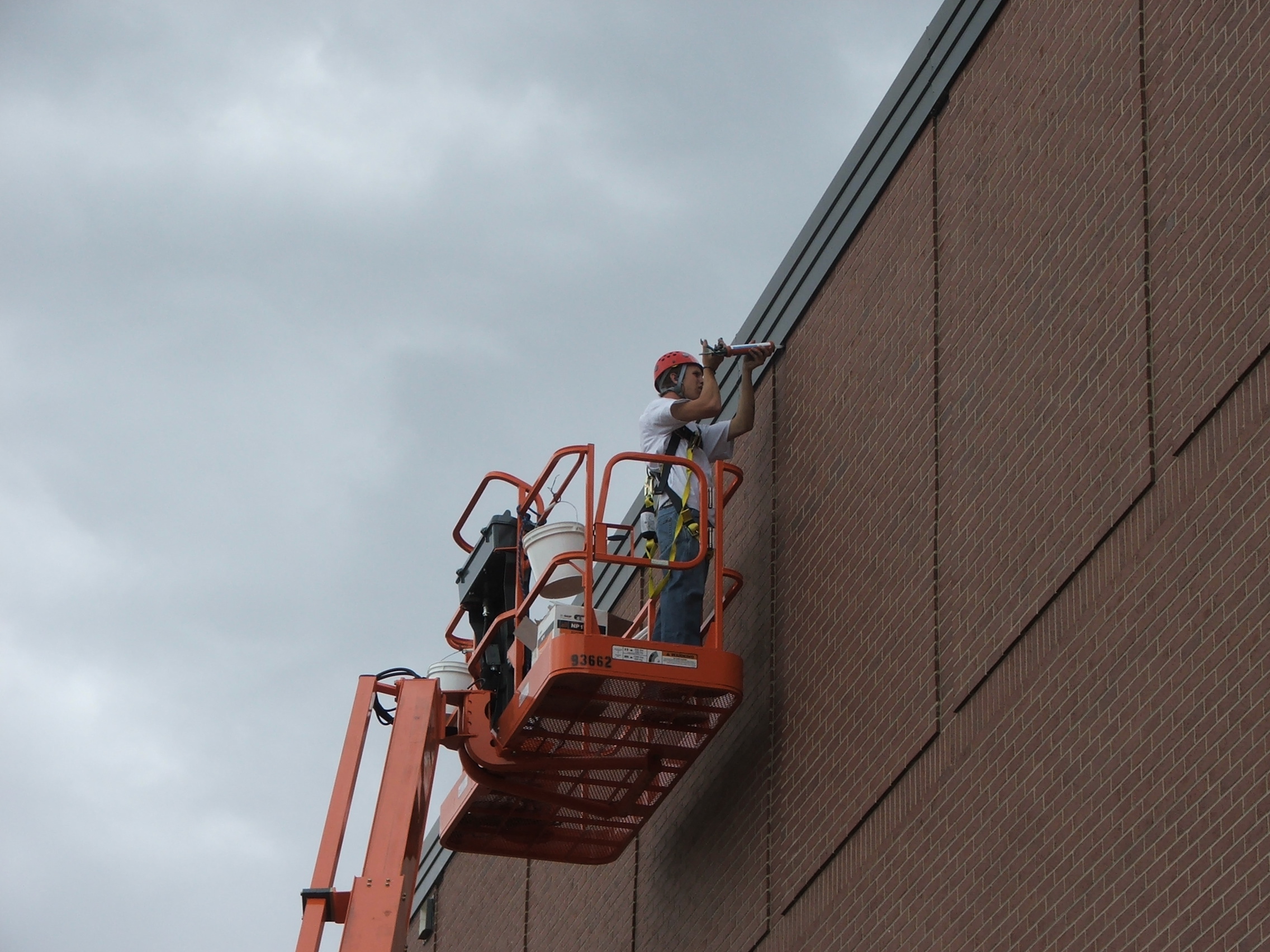 How to Get Rid of Bats Professional Bat Removal Allstate Animal Control